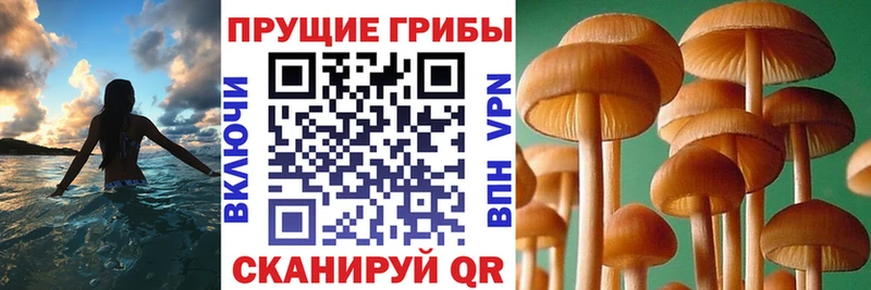 Псилоцибиновые грибы Psilocybine cubensis  Лыткарино 